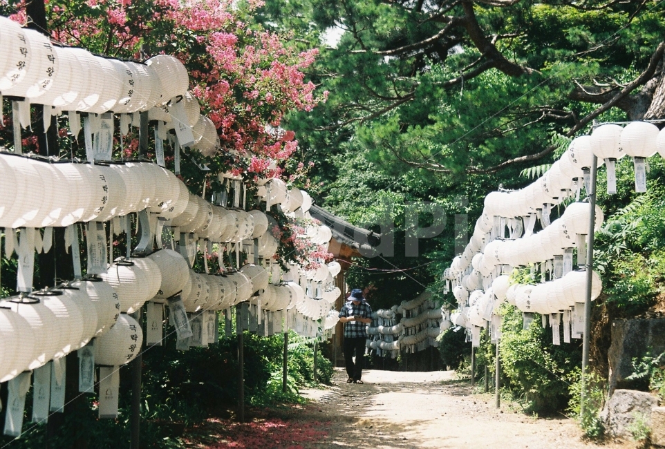 봉은사,극랑왕생,여름,꽃,사람,자연,풍경,nature,landscape,종교,신앙,religion,belief,faith,사람,인물,인간,human,person,outdoors,옥외,garden,정원,arbour,정자
