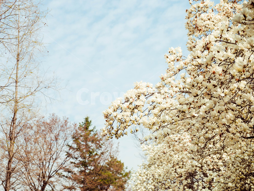 벚꽃,봄,꽃,blossom,cheeryblossom,꽃잎,flower,봄,계절,spring,season,식물,자연,plants,nature,꽃,flower,plant