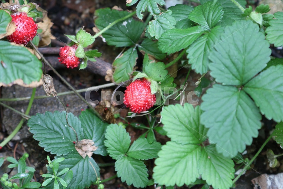 과일,딸기,자연,야생,빨강,초록,fruit,strawberry,nature,wild,red,green,kudamono,ichigo,yasei,aka,midori,식물,자연,plants,nature,과일,열매,fruit