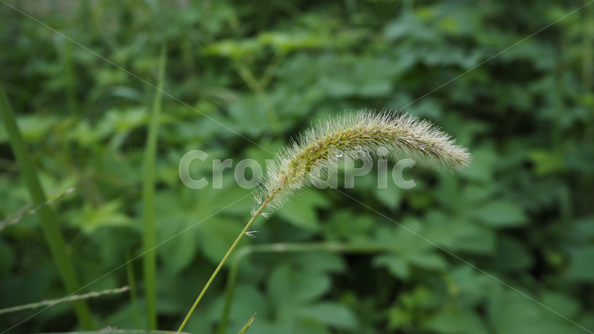 식물,야외,그린,plants,outdoors,green,식물,자연,plants,nature