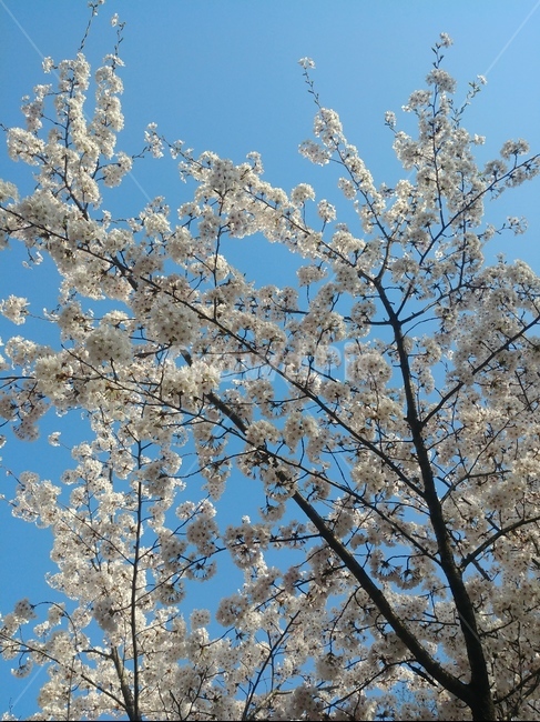 벚꽃,봄,동네,풍경,집앞,하늘,봄,계절,spring,season,식물,자연,plants,nature,꽃,flower,plant,blossom