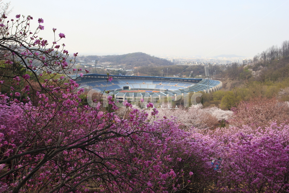 봄,꽃,진달래,분홍,spring,flower,pink,봄,계절,spring,season,자연,풍경,nature,landscape,plant,식물,blossom