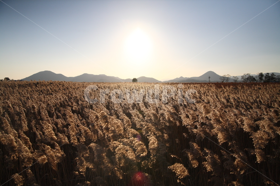 억새,순천만,나무,노을,늦은오후,가을,갈대,neptune,reeds,tree,sunset,가을,계절,fall,autumn,season,자연,풍경,nature,landscape,grass,잔디,plant,식물,lawn