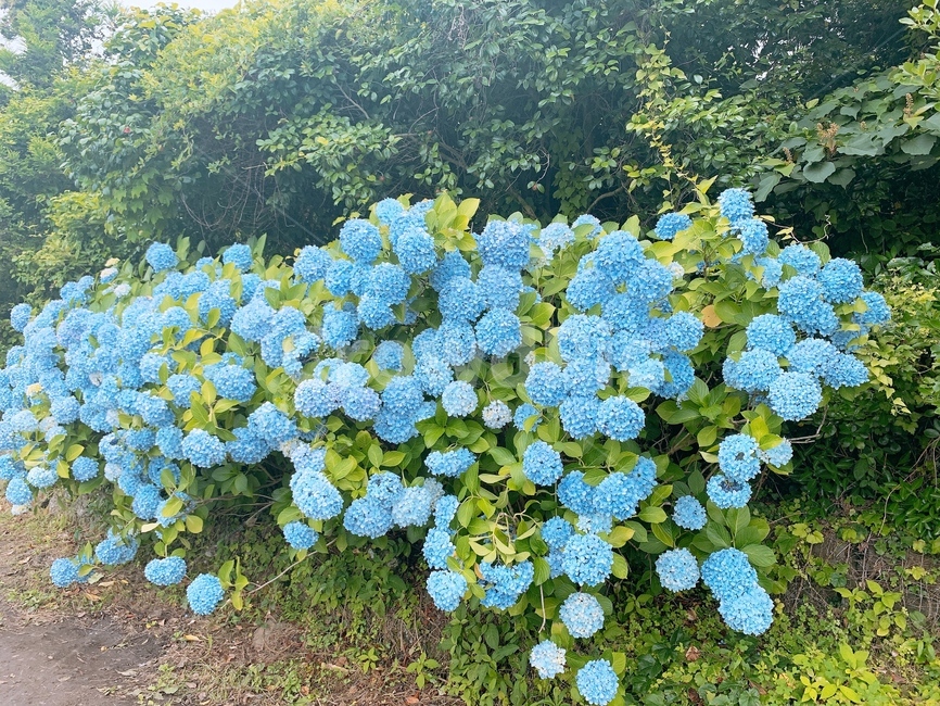 꽃,수국,수국꽃,bigleafhydrangea,제주수국,제주도수국,여름수국,수국철