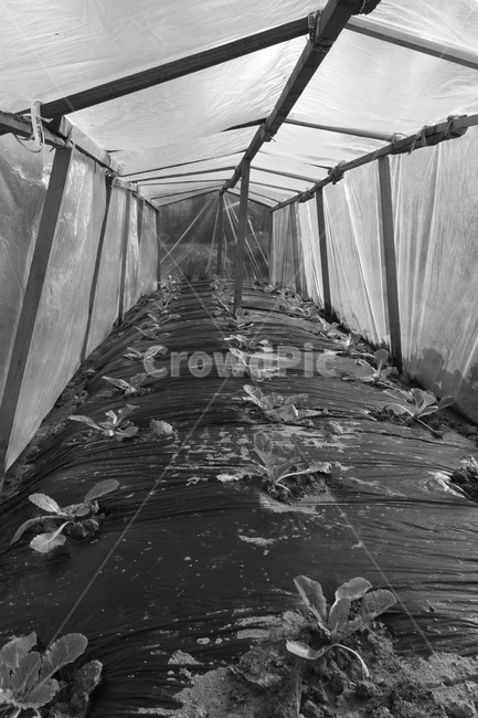 배추,하우스,비닐,주말농장,텃밭,흑백,모노톤,monochrome,black and white,산업,industry,industrial,농업,농사,agriculture,farming,farming industry