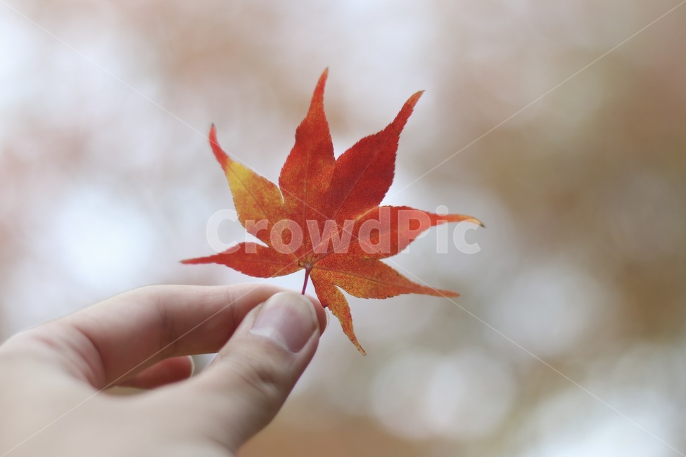 단풍,가을,손가락,나뭇잎,아웃포커싱,fall,maple,finger,autumn,tree,focus,가을,계절,fall,autumn,season,사람,인물,인간,human,person,신체일부,몸,body,감성,sensible,feeling,leaf,잎,plant,식물,나무