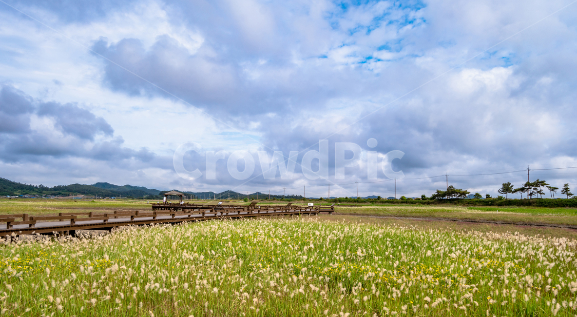 갯벌,꽃,nature,자연,field,들,grassland,들판,삘기꽃,자연,풍경,nature,landscape