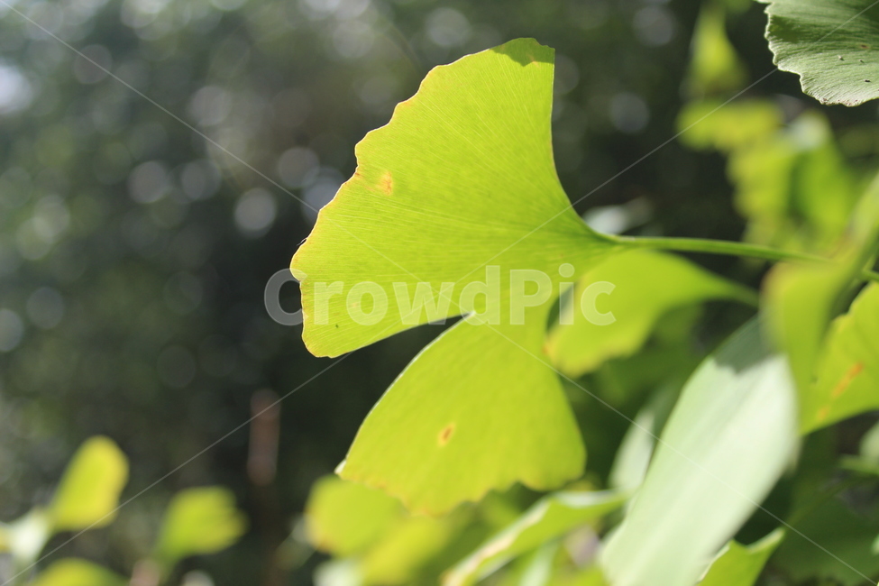 plant,식물,leaf,잎,은행,식물,자연,plants,nature