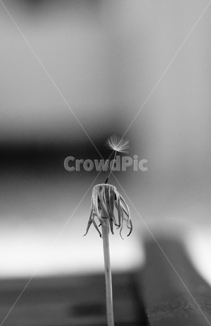 민들레홀씨,꽃,흑백,홀씨,dandelion,spore,blackandwhite,白黒,花,flower,식물,자연,plants,nature,감성,sensible,feeling,흑백,모노톤,monochrome,black and white