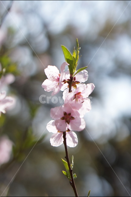 복사꽃,핑크,봄,산,낮,빛,봄,계절,spring,season,식물,자연,plants,nature,꽃,flower,plant