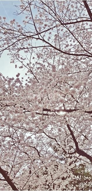 벚꽃,겹벚꽃,cherryblossom,체리블라썸,벚꽃만개,서울대공원,공원