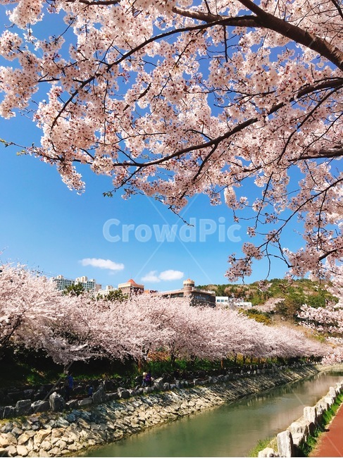 cherryblossom,꽃,벚꽃,영도,봄,봄,계절,spring,season,식물,자연,plants,nature,꽃,flower