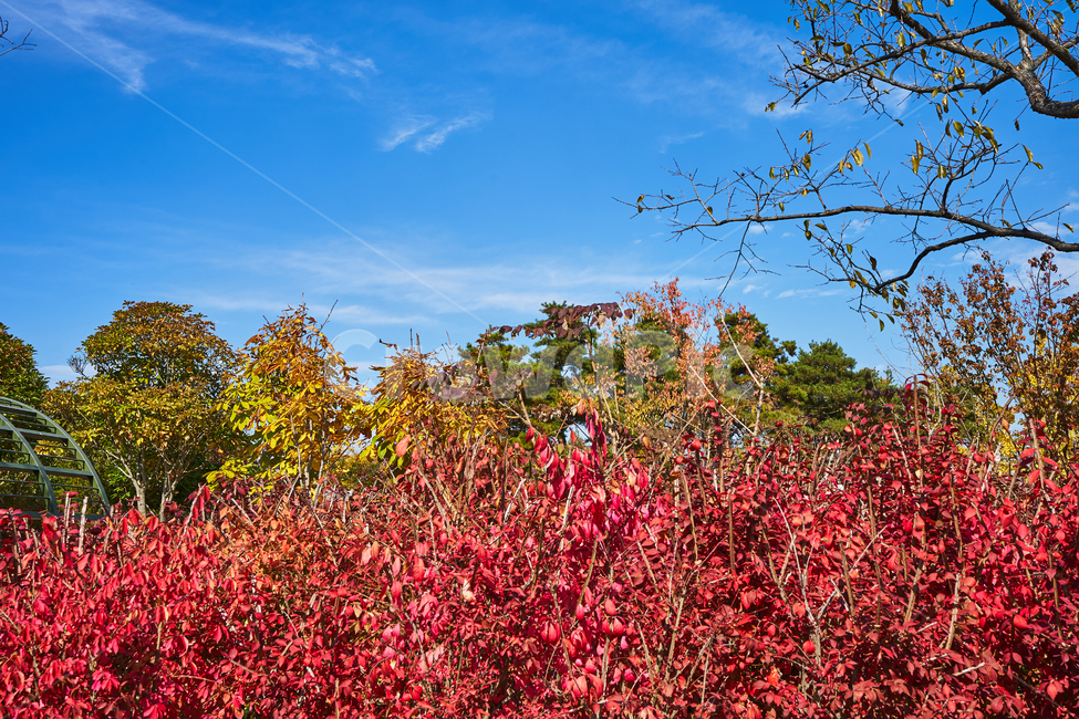 순천만국가정원,풍경,순천만정원,순천,색감,나무,자연,가을,계절,fall,autumn,season,자연,풍경,nature,landscape,tree,plant,식물,leaf,잎