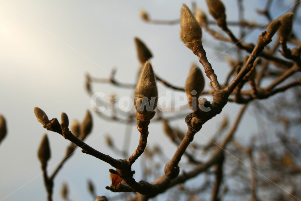 목련,봉오리,식물,flower,plants,nature,꽃,꽃봉오리,봄,식물,자연,plants,nature,나무,trees,wood