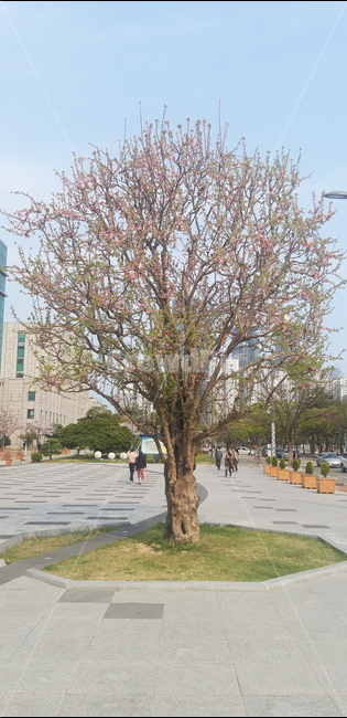 human,나무,plant,식물,tree,사람,인간,나무,trees,wood
