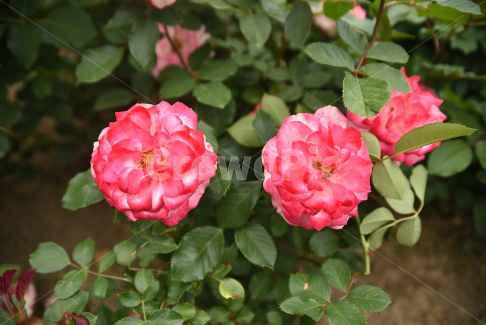 장미,flower,꽃,식물,rose,식물,자연,plants,nature,꽃,flower