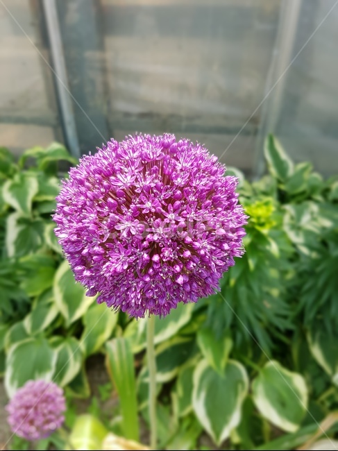 보라,핫핑크,꽃,둥글다,초록,접사,식물,자연,plants,nature,꽃,flower