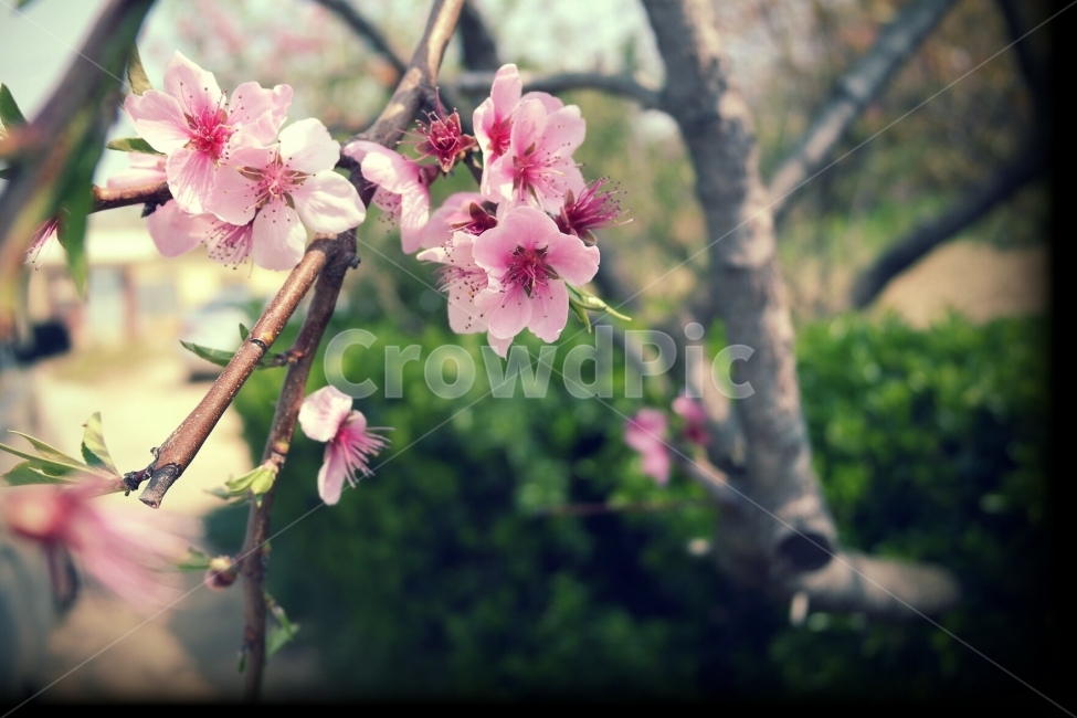 벛꽃,꽃,봄,여행,풍경,일상,초록,따스함,봄,계절,spring,season,식물,자연,plants,nature,꽃,flower,plant,blossom