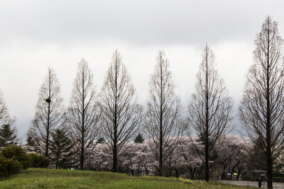 봄,공원,벗꽃,가로수길,봄비,감성,봄,계절,spring,season,자연,풍경,nature,landscape,한국자연풍경,한국자연경관,korea nature landscape,식물,plants,나무,trees,wood,tree,plant,fir,전나무,abies,아비,grass,잔디