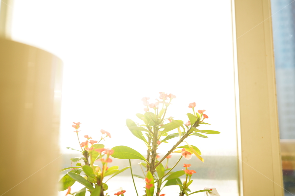 빛,화분,식물,꽃,플라워,취미,느낌,감성,창,창가,생명,생물,꽃,flower,실내용화초,화분,화초,house plant,휴식,힐링,rest,relaxation,healing