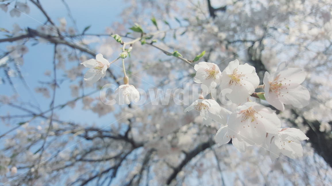 봄,자연,벚꽃,나무,식물,봄,계절,spring,season,plant,flower,꽃,blossom