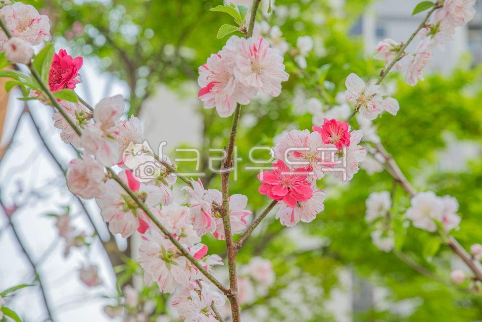 꽃나무,꽃,활짝,봄꽃,봄,spring,flowertree,blossom,plant,식물