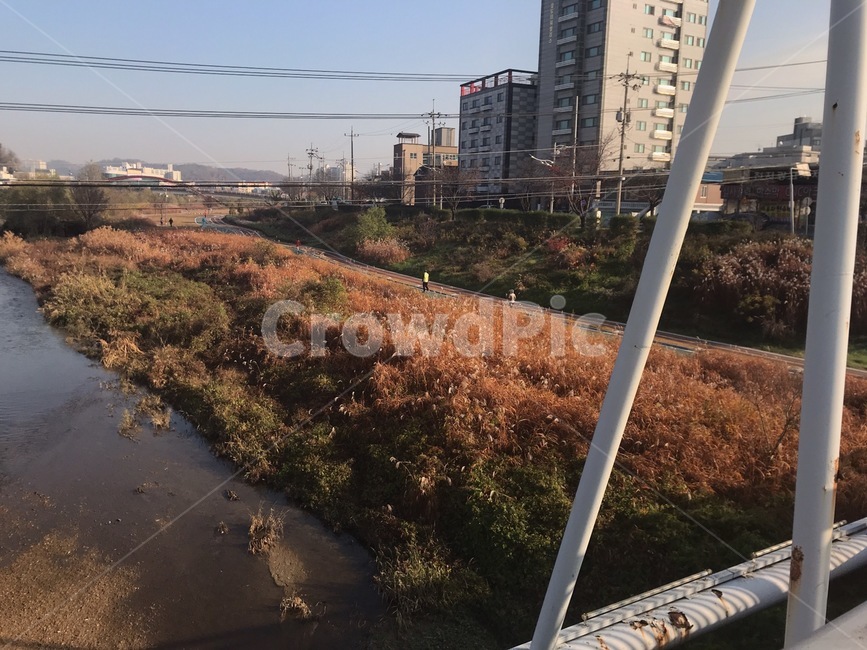 교량,풍경,가을,갈대,갈대들판,들판