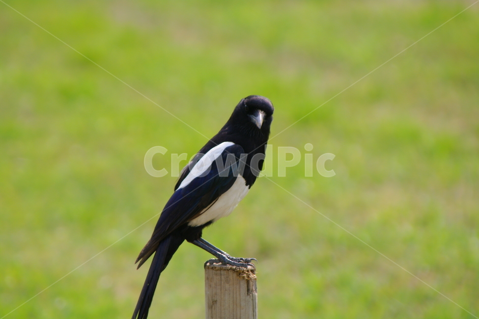 올림픽공원,봄,서울,풍경,경치,랜드마크,bird,새,animal,동물,까치,동물,animal,조류,새,birds