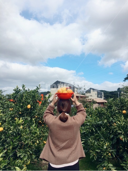 citrusfruit,감귤류과일,과일,귤,귤농장,뒷모습,제주도,사람