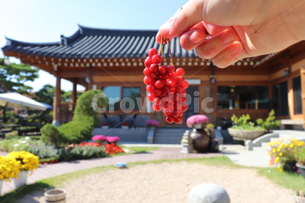 가을,오미자,빨간열매,자연,전통한옥,오미자청,연출,설정,과일,열매,fruit
