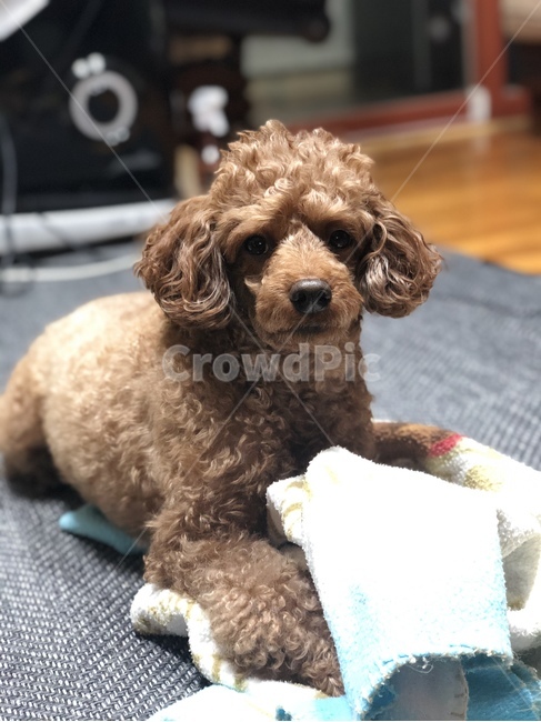 dog,개,pet,애완동물,animal,푸들,poodle,동물,animal,포유류,mammal,개,강아지,dog,doggy