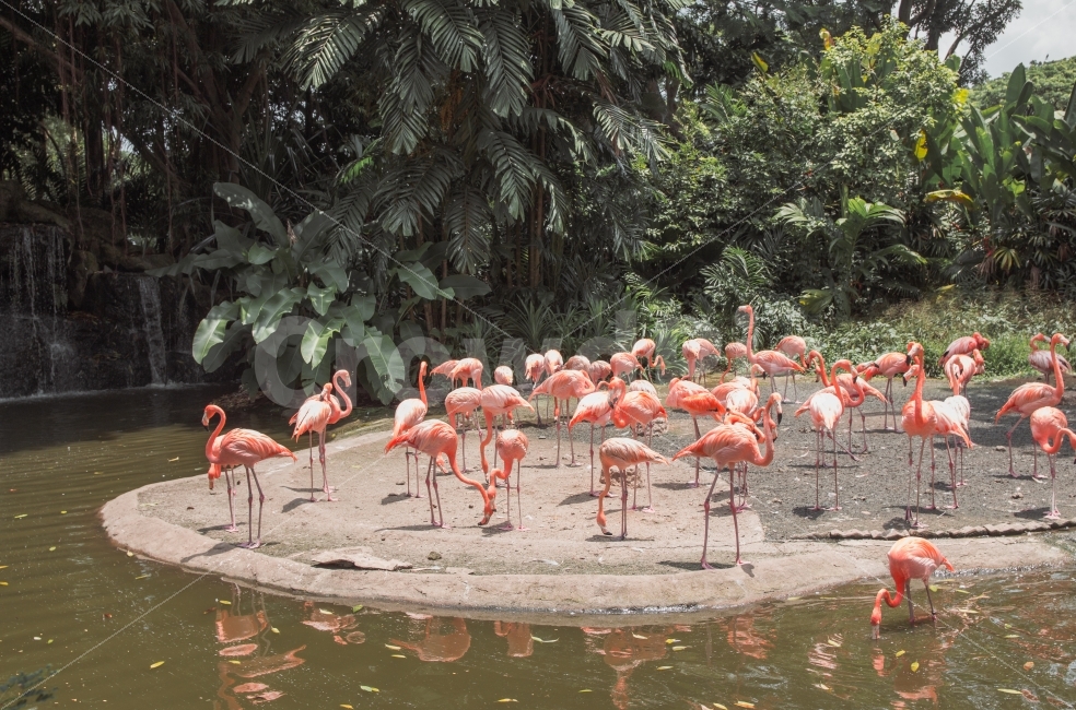 새,플라밍고,동물,분홍,핑크,공원,싱가포르,나무,framingo,singapore,travel,bird,animal,동물,animal,조류,새,birds