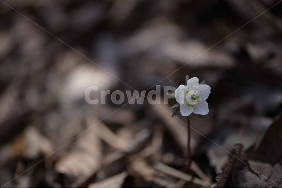 수리산,꽃,변산바람꽃,식물,flower