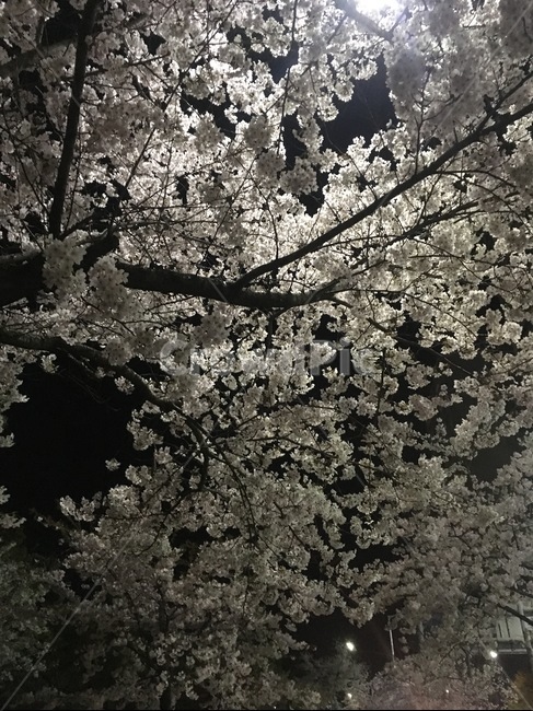 벚꽃,저녁,가로등불빛,벚꽃하늘,벚꽃길