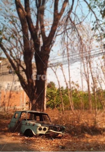 가을,나무,트래블로드,폐차,오후풍경,가을,계절,fall,autumn,season,빈티지사진,빈티지느낌,빈티지감성,vintage