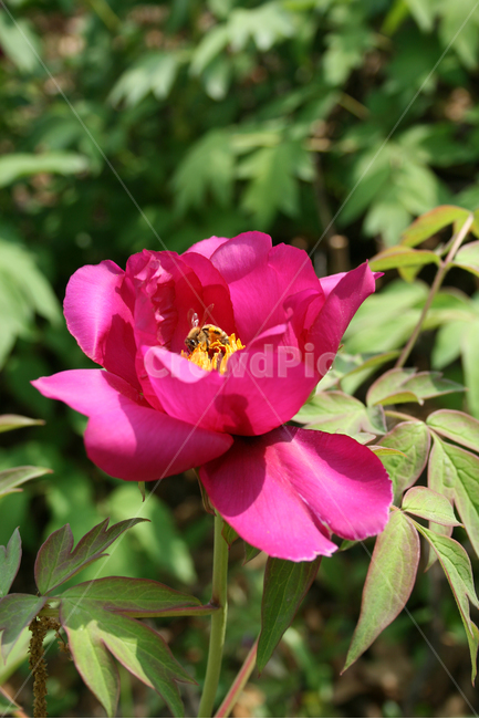 식물,flower,꽃,모란,붉은꽃,벌,식물,자연,plants,nature,꽃,flower