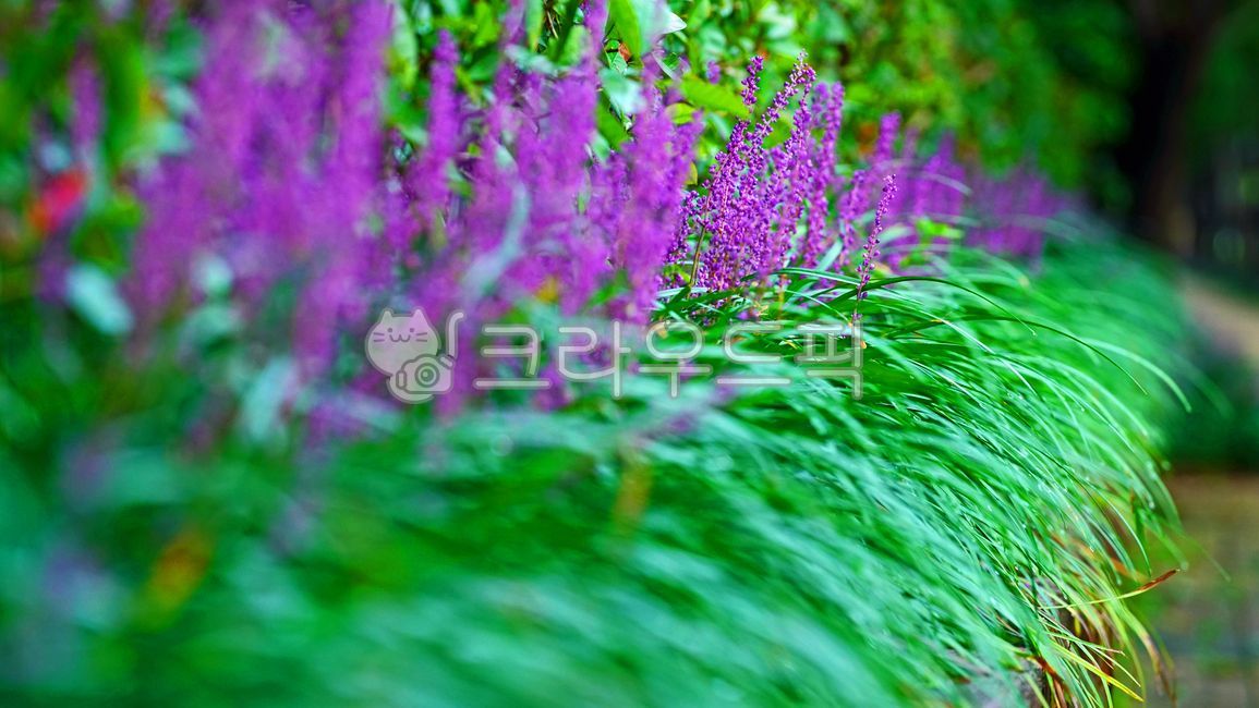 purple flower,Maekmundong,summerflower,bigbluelilyturf,bluelilyturf,purpleflower,summer flowers,flower