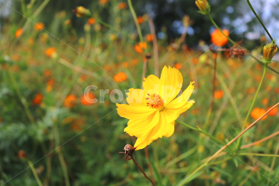 꽃,금계국,금계국꽃,국화,식물,국화과,야생화,자연,식물,자연,plants,nature,꽃,flower