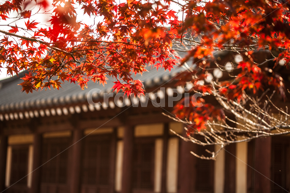 고택,단풍,가을,대흥동헌,관아,red,가을,계절,fall,autumn,season,한국전통,한국문화,korean traditional,korean culture,건축물,건물외관,exterior,building,structure,architecture,construction,leaf,잎,plant,식물,tree,나무,maple