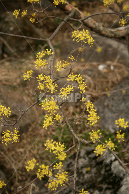 산수유,꽃,봄,봄날,노란색,감성,flower,spring,봄,계절,spring,season,식물,자연,plants,nature,꽃,flower,plant,blossom