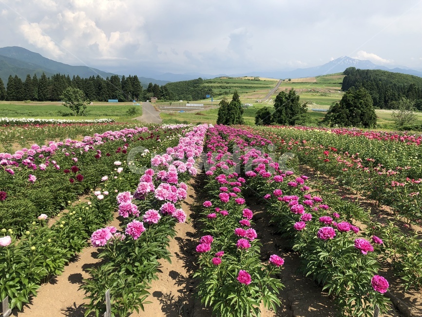 작약,목단,일본목단,작약정원,목단정원,공원,피오니,outdoors,옥외