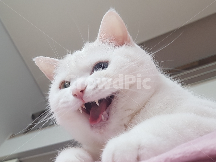 야옹해,고양이,오드아이,하양고양이,터키쉬앙고라,오드아이고양이,동물,animal,포유류,mammal,고양이,cat,kitten,kitty