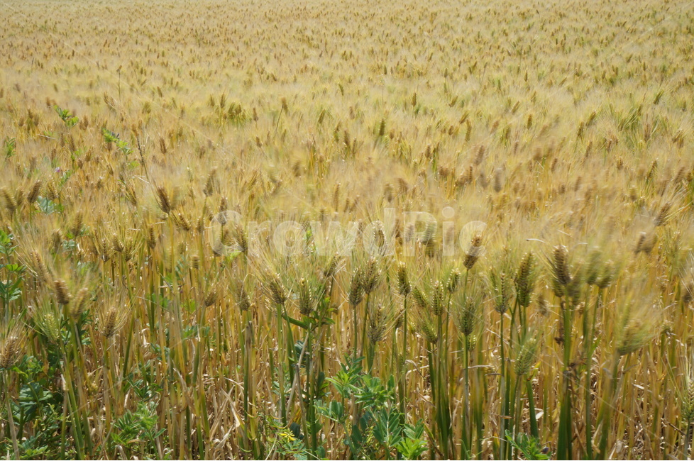 청보리,보리밭,제주,봄,가파도,풍경,자연,봄,계절,spring,season,자연,풍경,nature,landscape,plant,식물,food,음식,vegetable,야채,grain,곡물