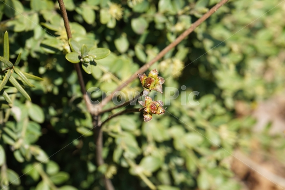 식물,봄,꽃눈,개화,자연,가지,branch,spring,season,plant,tree,식물,자연,plants,nature,꽃,flower