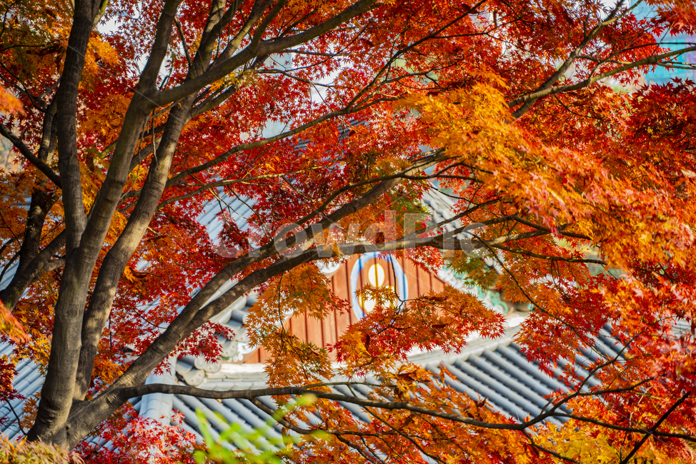 가을,단풍,절,나무,봉은사,고화질,가을,계절,fall,autumn,season,한국전통,한국문화,korean traditional,korean culture,건축물,건물외관,exterior,building,structure,architecture,construction,leaf,잎,plant,식물,tree,maple