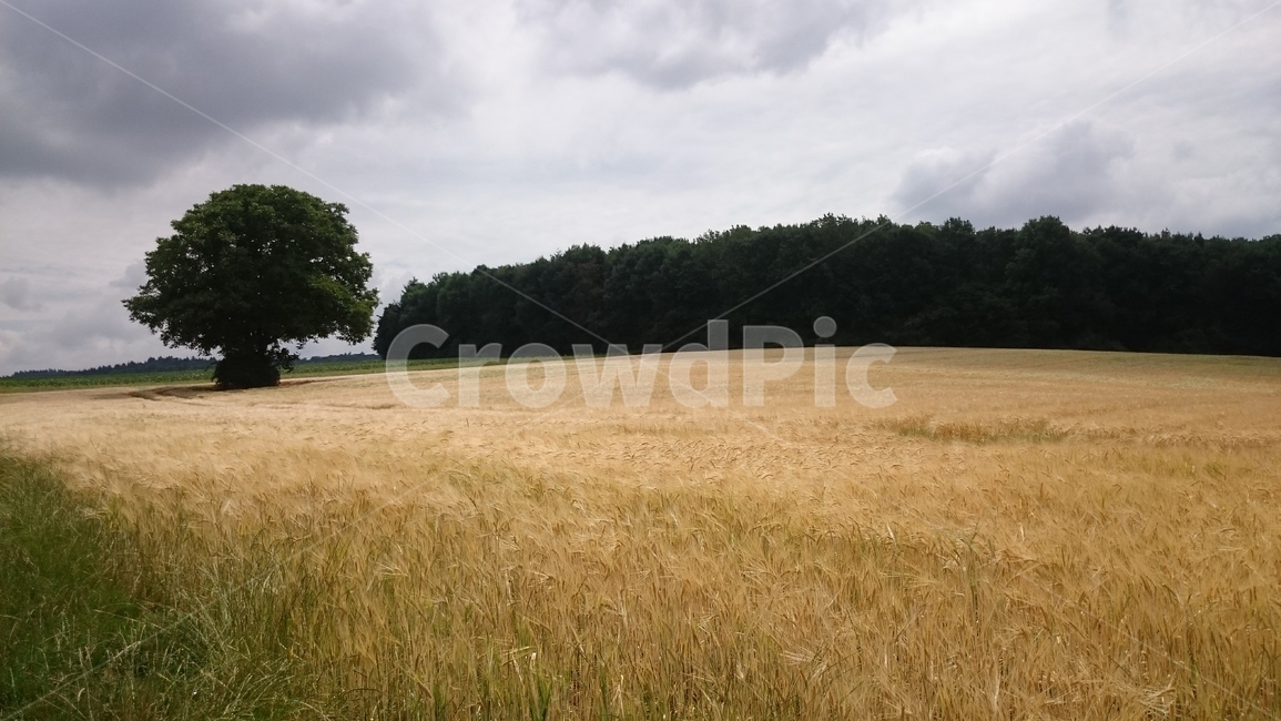 plant,식물,field,들,germany,europe,밀밭,밭,밀,외나무,자연,풍경,풍경화,외국,해외