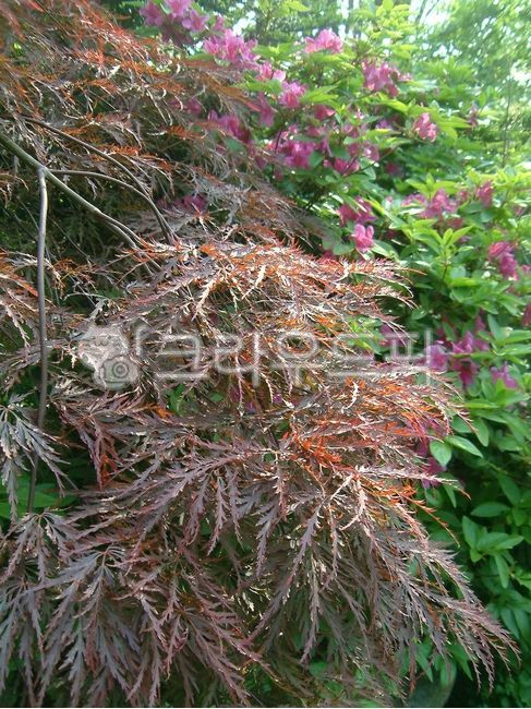 Maple family,nature,tree,leaf,peacock maple,outdoor,outdoors,plant