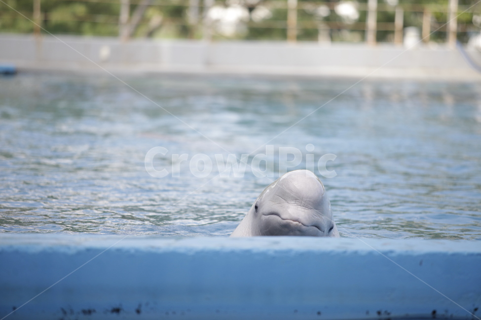 벨루가,흰고래,고래,돌고래,동물,포유류,해양포유류,수족관,아쿠아리움,동물,animal,포유류,mammal