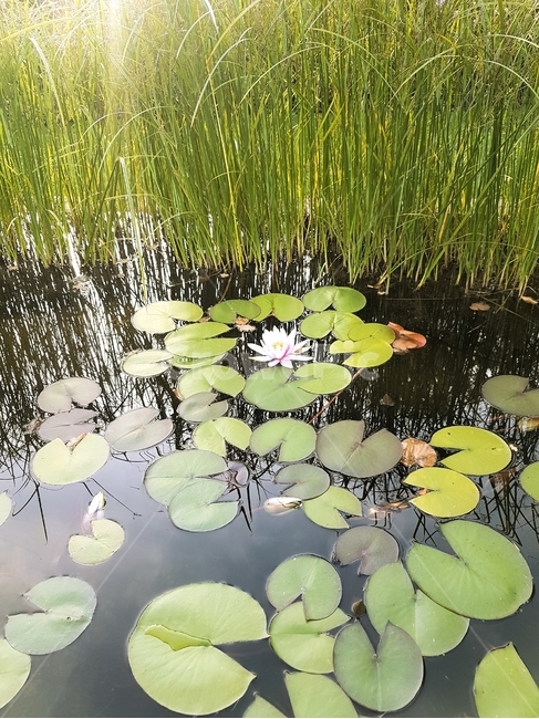 호수,연꽃,자연,꽃,식물,plant,flower,blossom,연잎,lotus