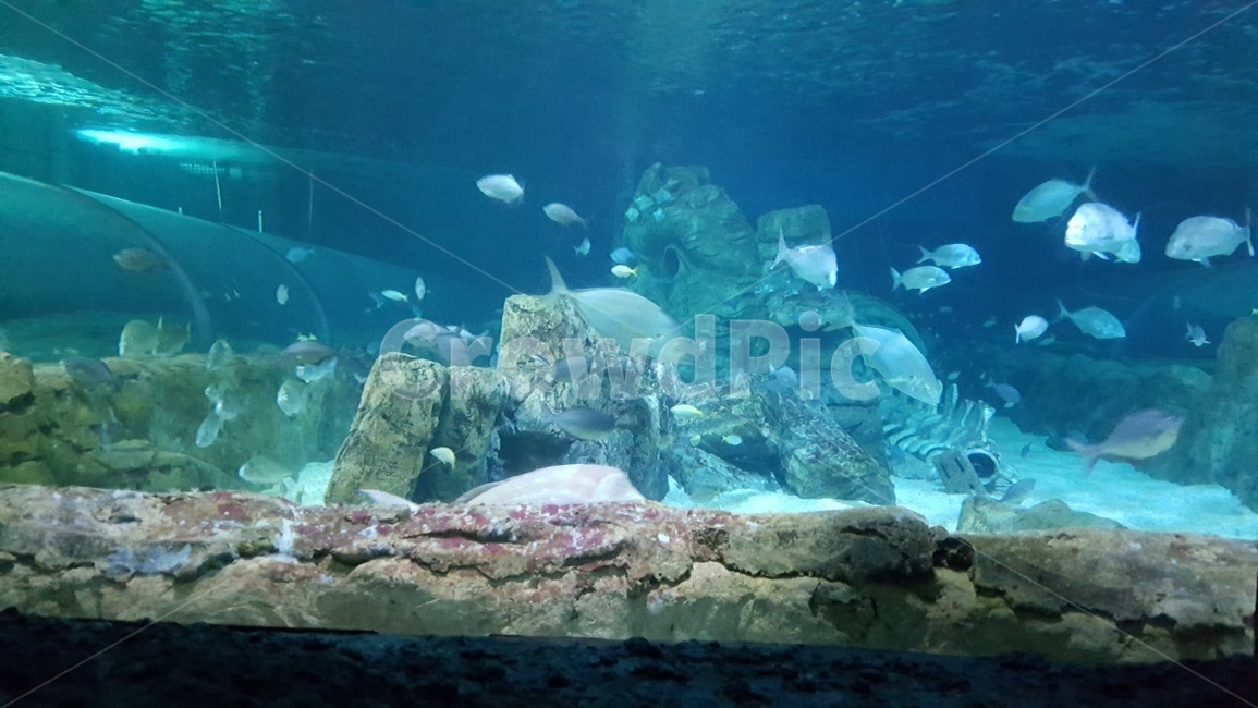 물고기,수족관,파랑,어류,물,동물,animal,어류,물고기,fish